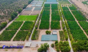 بازدید میدانی فلامینگو از مزارع صلاله عمان