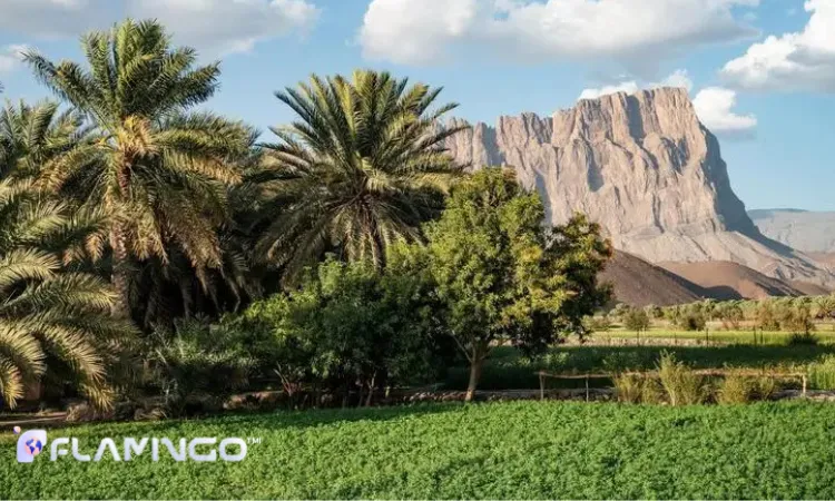 مزایای سرمایه‌گذاری در کشاورزی عمان برای خارجی‌ها
