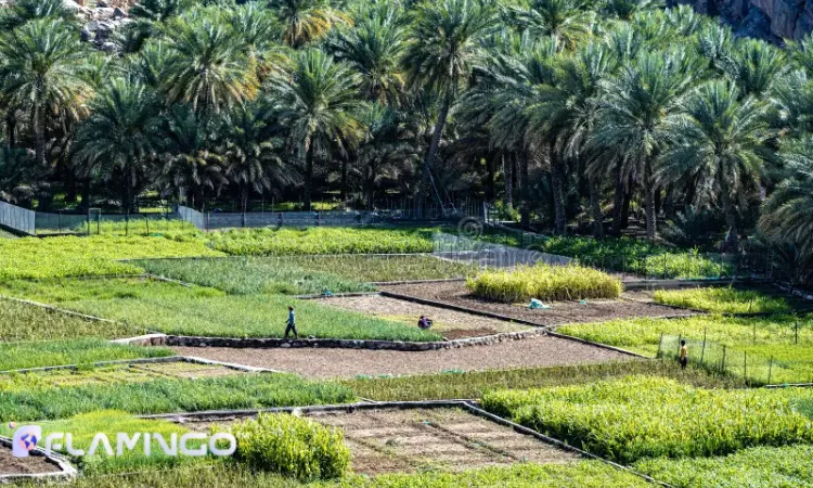 نقش شرکت‌های مشاوره و هلدینگ‌های سرمایه‌گذاری در عمان
